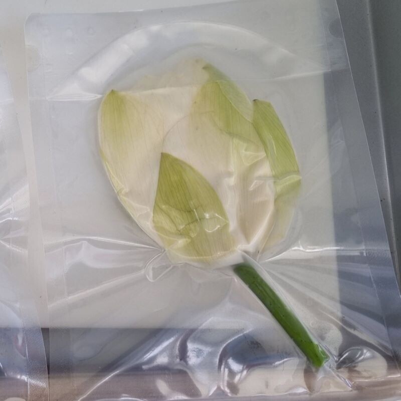 연꽃농원,연꽃농원 친환경 무농약 햇 연꽃 5송이 묶음, 사이즈 대,중, 진공,냉동